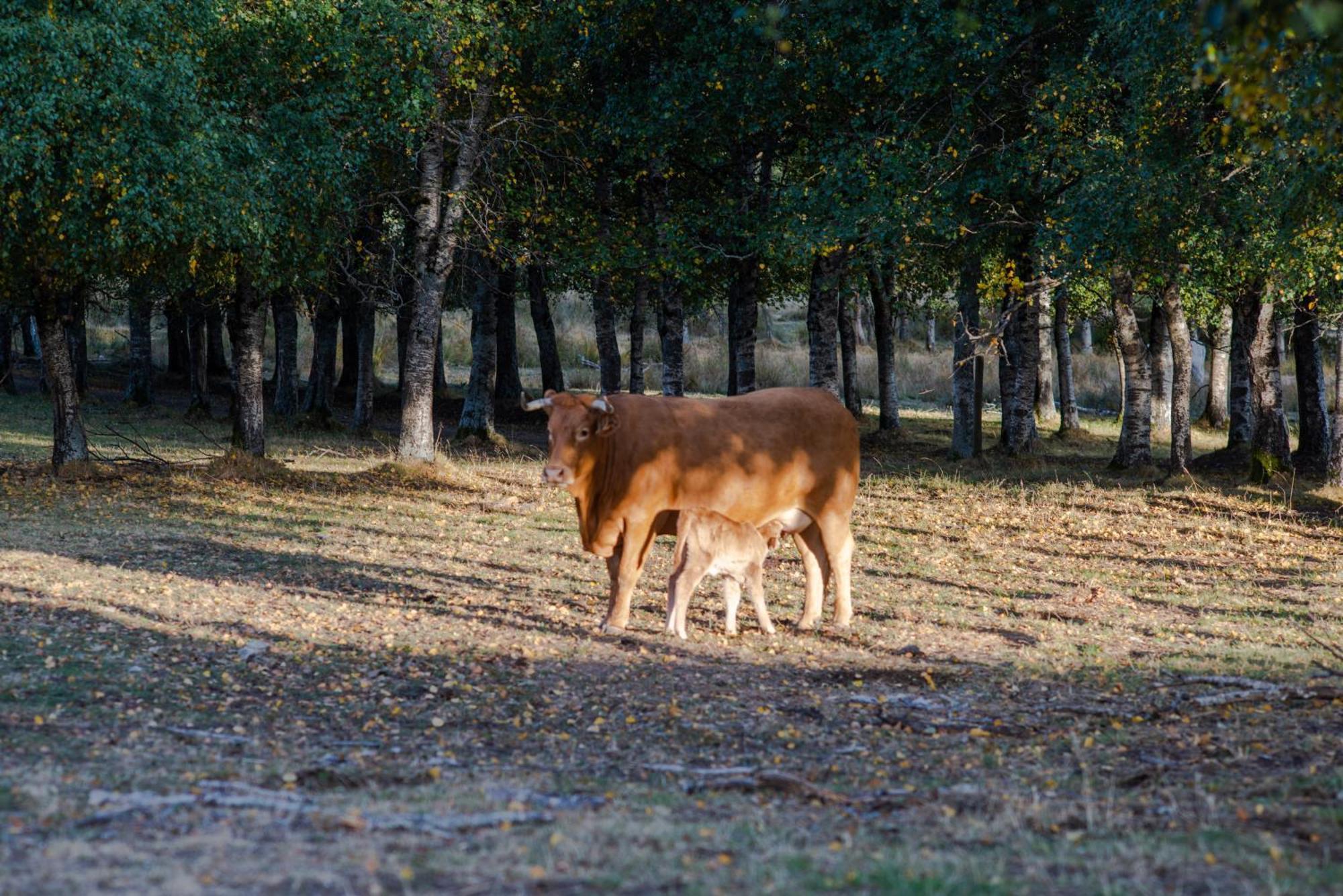 A Lagosta Perdida Montezinho Luaran gambar